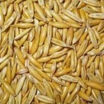 avena