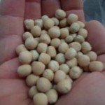 guisantes